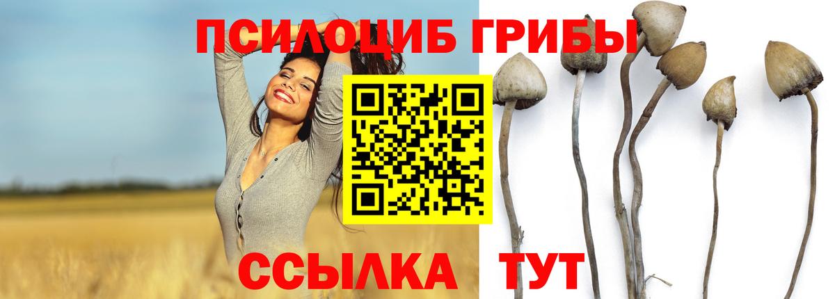 Ухта  Псилоцибиновые грибы Psilocybe  Вход с VPN 